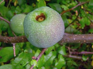 خواص میوه درختچه به ژاپنی
