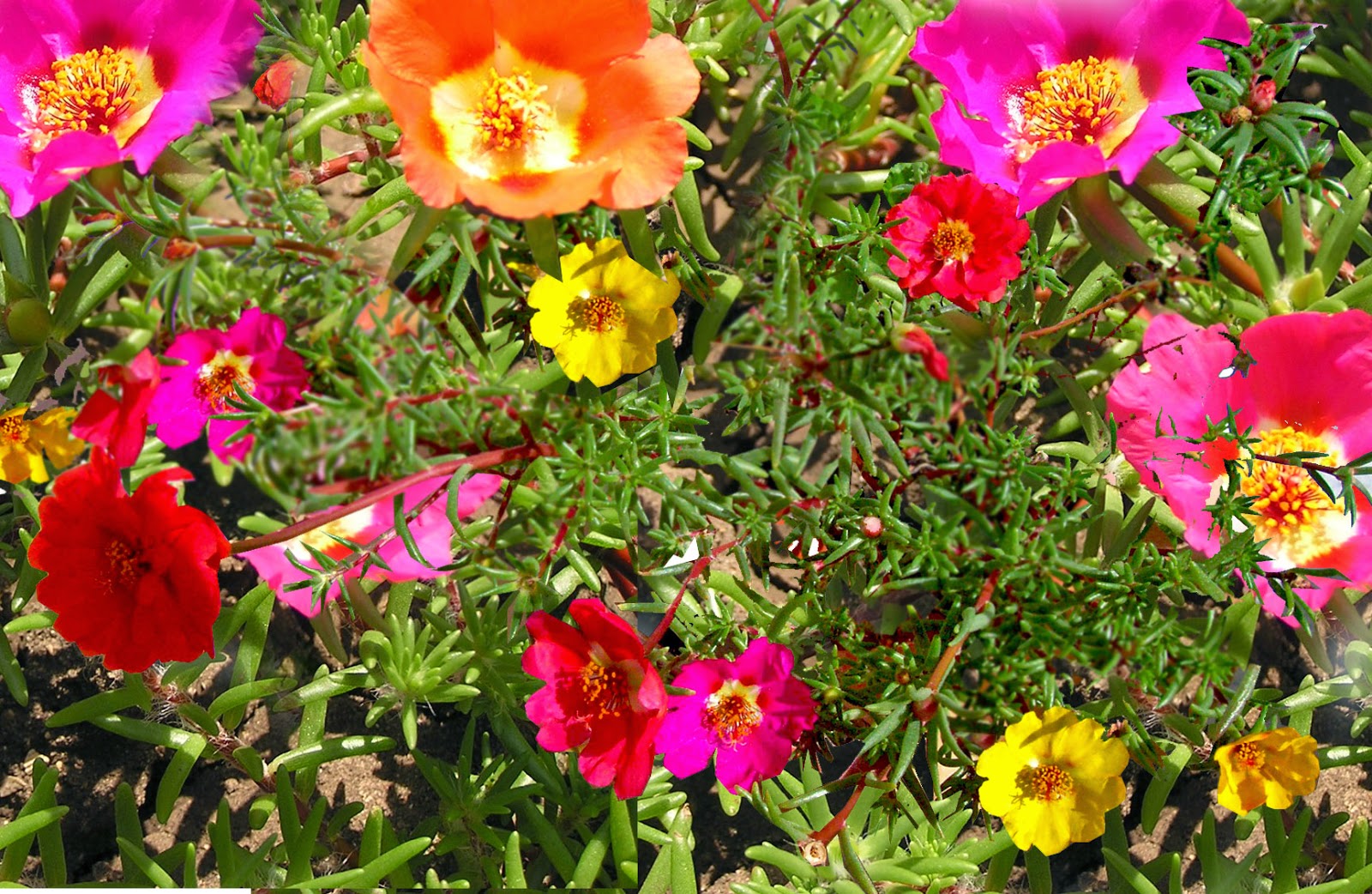 ناز آفتابی کیسه ای و گلدان نشایی – فروشگاه گل، گیاه و خدمات فضای سبز سبزوانه