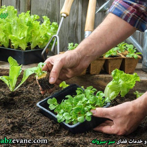 خاک سبزیجات خانگی