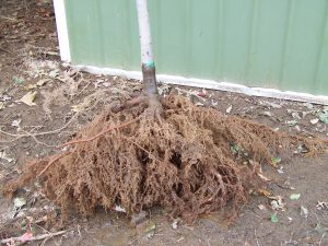 ریشه برهنه برای جابجایی درختان کوچک