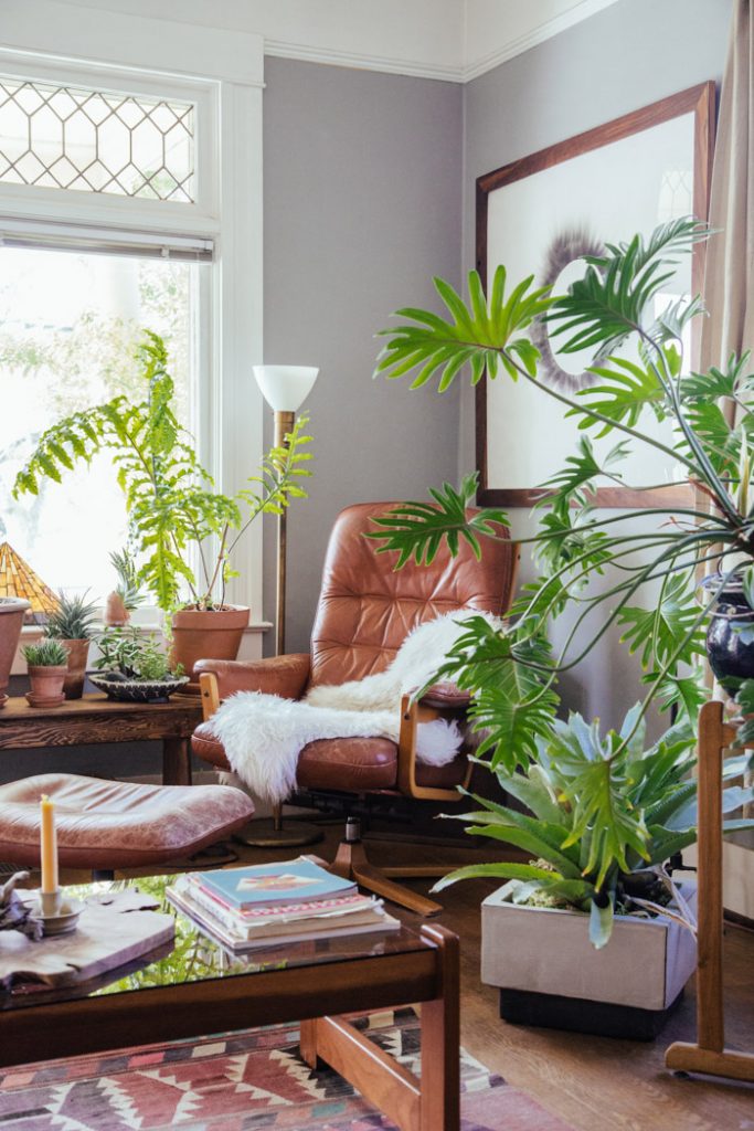 گل و گیاه آپارتمانی ﺭﺍ کجا و چه شرایطی نگهداری کنیم؟ 1