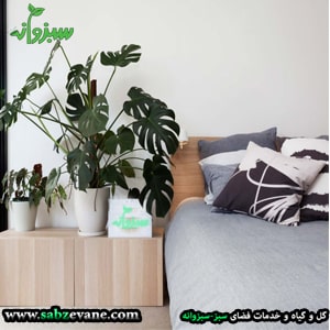 استفاده از گیاهان آپارتمانی در اتاق خواب