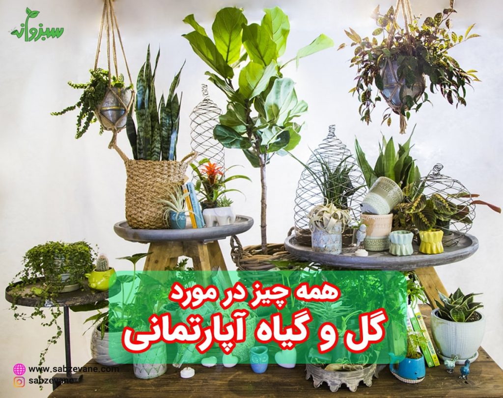نگهداری و پرورش گیاهان آپارتمانی