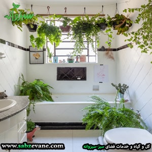 استفاده از گیاهان آپارتمانی در حمام و سرویس بهداشتی