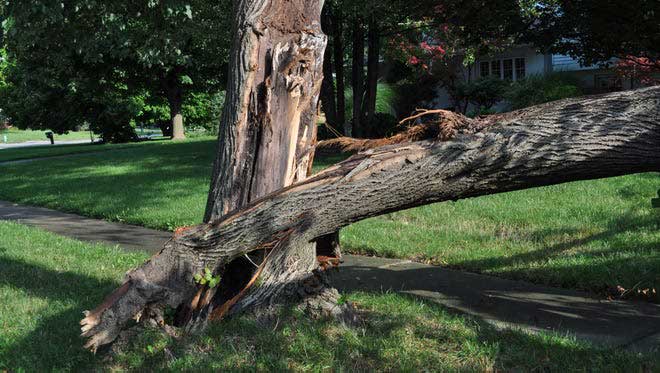 خشک شدن درخت در اثر آفت و بیماری